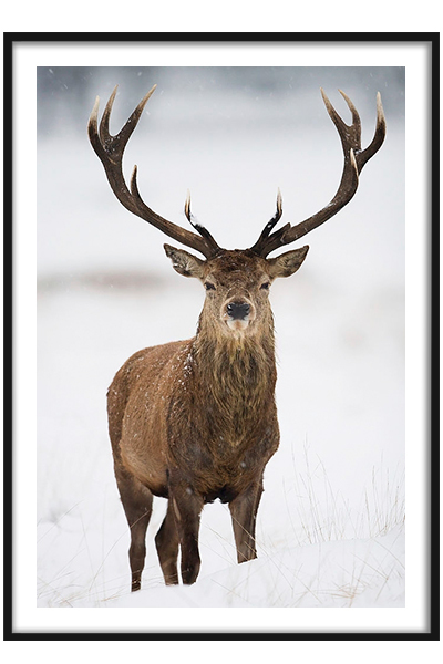 Постер Олень