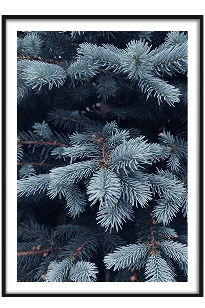 Постер Голубая ель