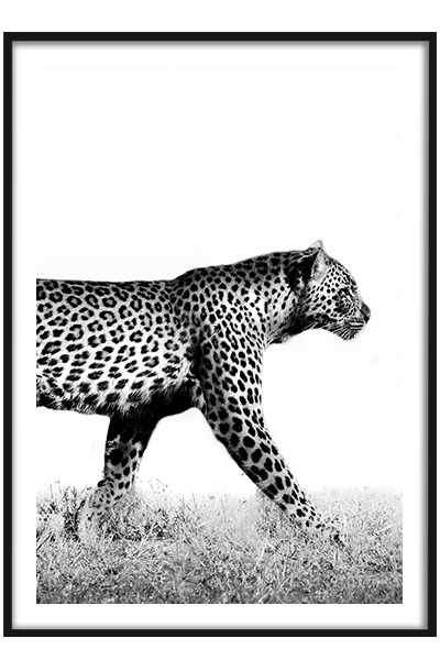 Постер Леопард