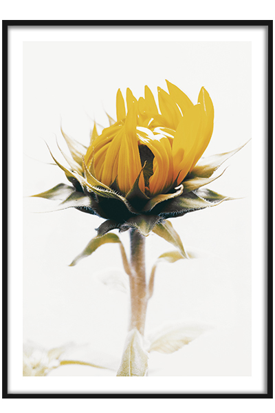 Постер Желтый цветок