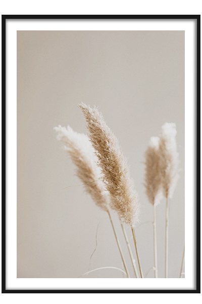 Постер  Пампасная трава №3