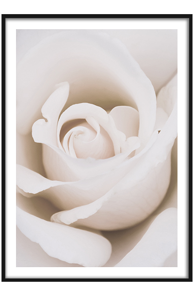 Постер  Бежевая роза