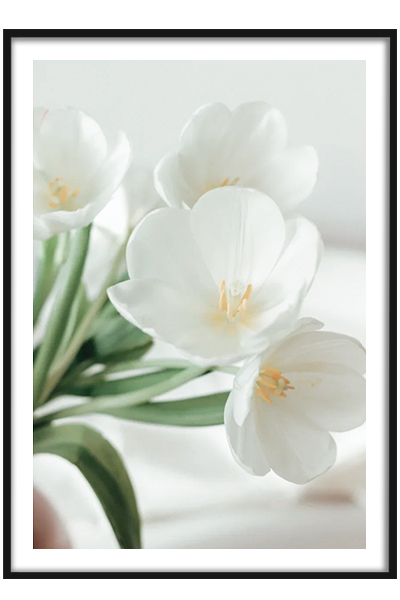 Постер  Жасмин