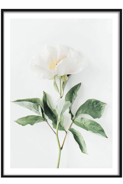 Постер  Белый пион