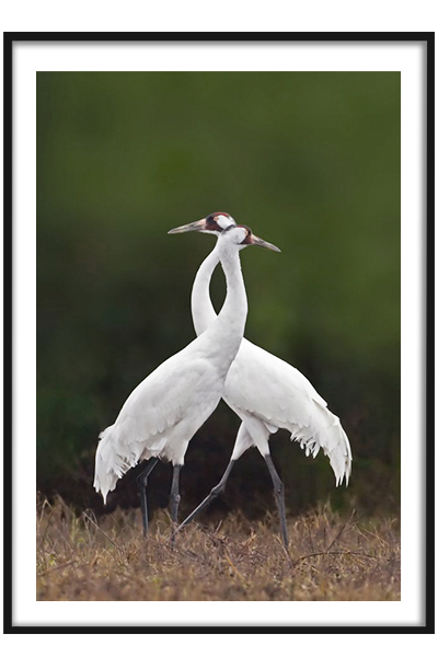 Постер  Журавли