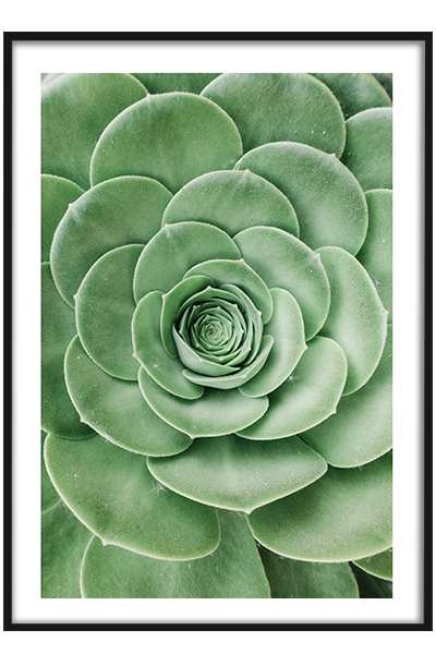 Постер  Сочный суккулент