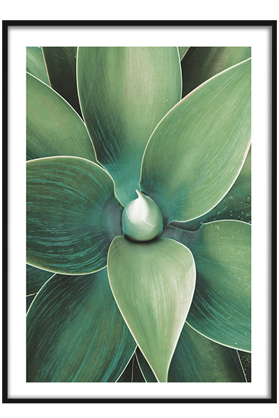 Постер  Сочная агава