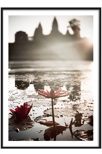 Постер  Кувшинка