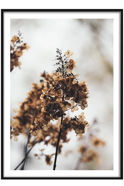 Постер  Сухая гортензия