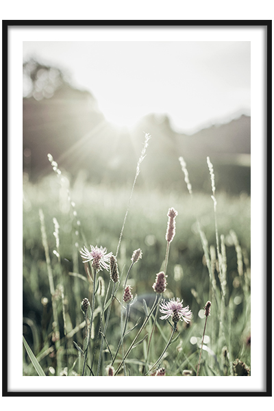 Постер  Цветочная полянка