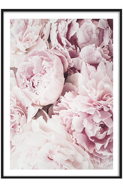 Постер Розовые пионы