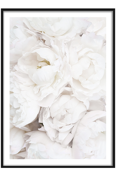 Постер Белые пионы