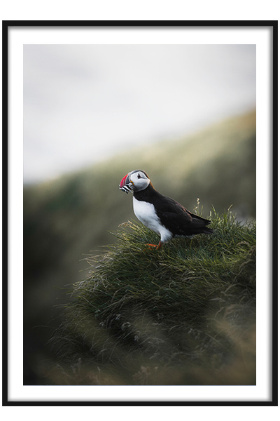 Постер Тукан