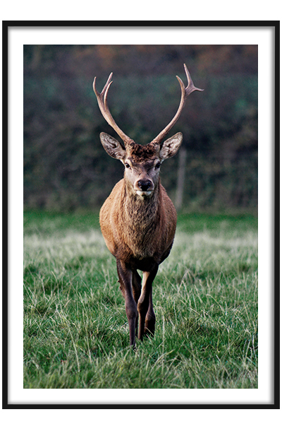 Постер Олень в лесу
