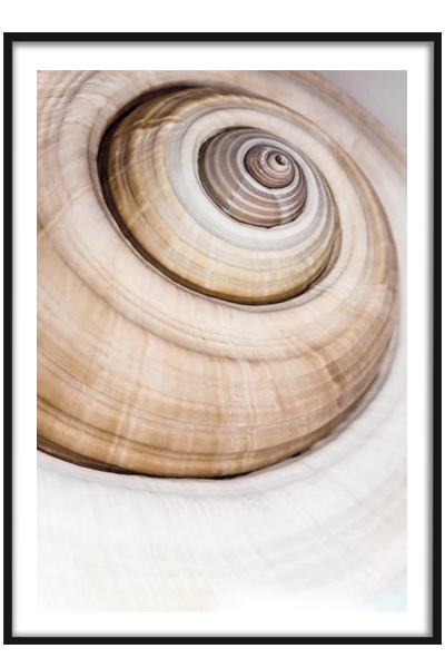 Постер Ракушка