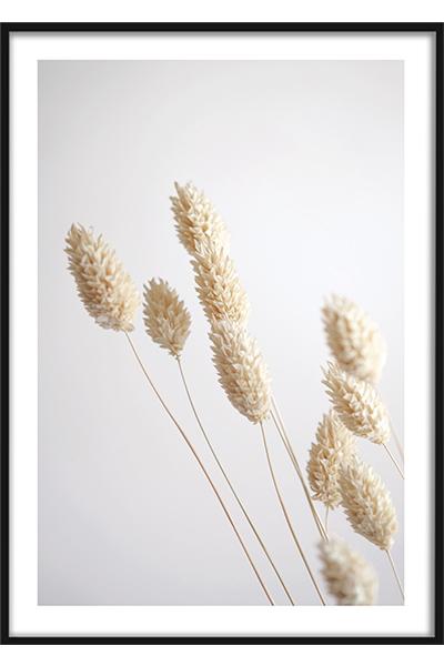 Постер Сухоцветы