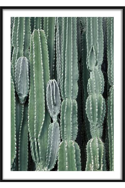 Постер Зеленый кактус