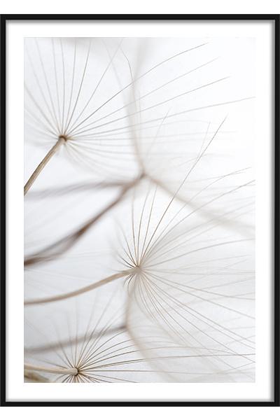 Постер Одуванчик