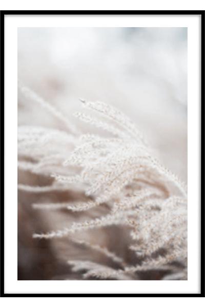 Постер Сухоцвет