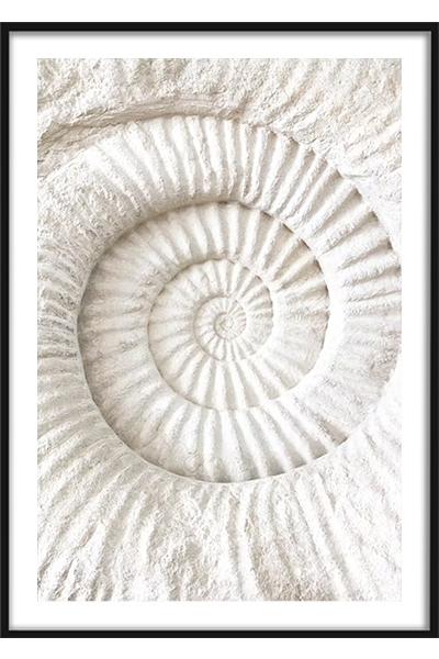Постер Аммонит