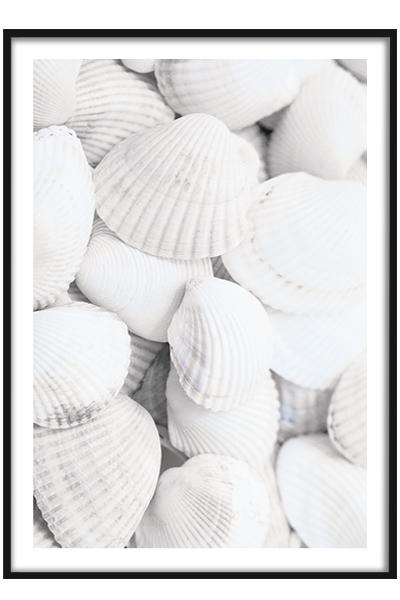 Постер Ракушки
