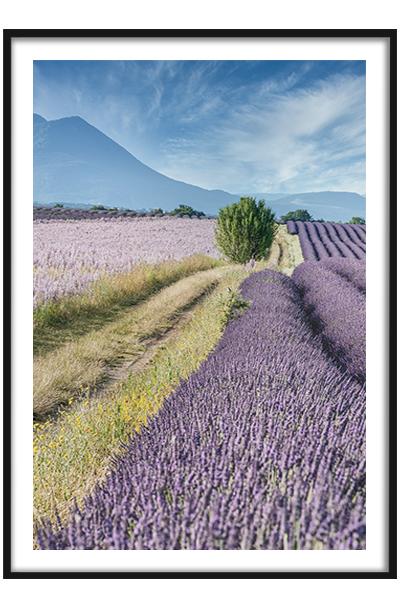 Постер Лавандовое поле