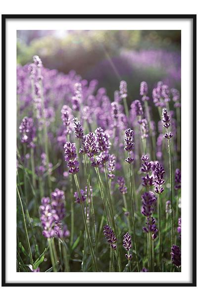 Постер Лаванда в поле