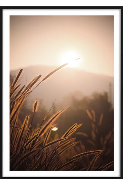 Постер ТРАВИНКА НА ЗАКАТЕ