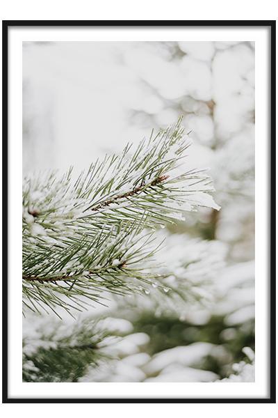 Постер СОСНОВАЯ ВЕТВЬ