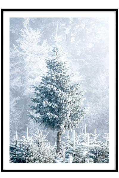 Постер ЗАСНЕЖЕННАЯ ЕЛЬ