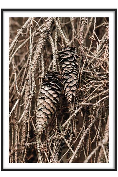 Постер ШИШКИ