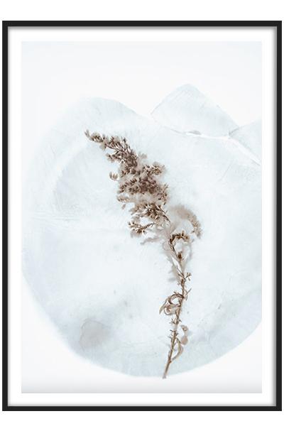Постер ЗАМЕРЗШИЙ СУХОЦВЕТ