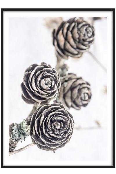 Постер ВЕТКА С ШИШКАМИ