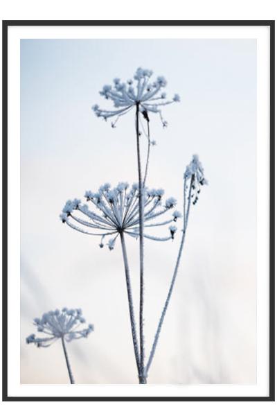 Постер  ЗОНТИКИ НА ЗИМНЕМ ЗАКАТЕ