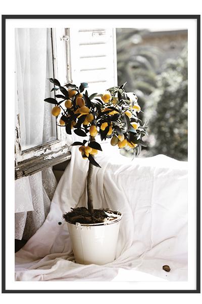 Постер  ЛИМОН В ГОРШКЕ