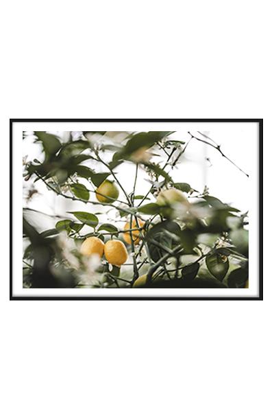 Постер ЛИМОНЫ НА ДЕРЕВЕ