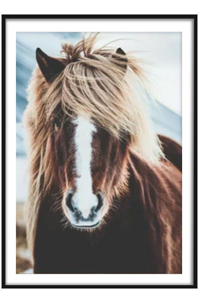Постер  ЛОШАДЬ
