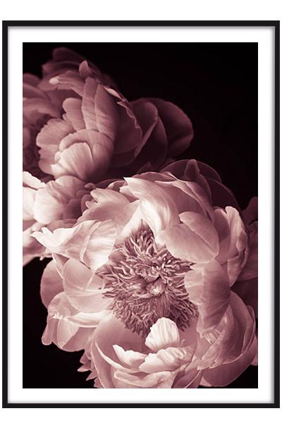 Постер ПИОНЫ