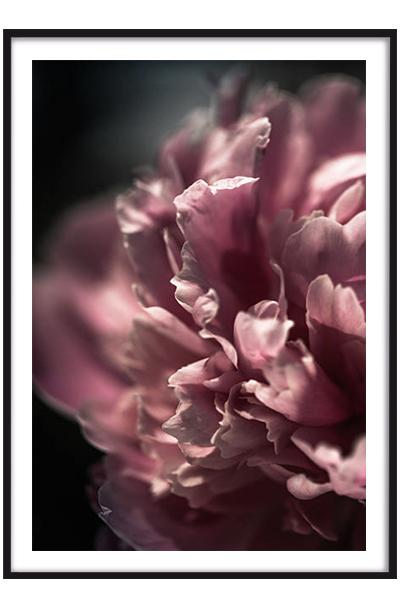 Постер ВОЗДУШНЫЙ ПИОН