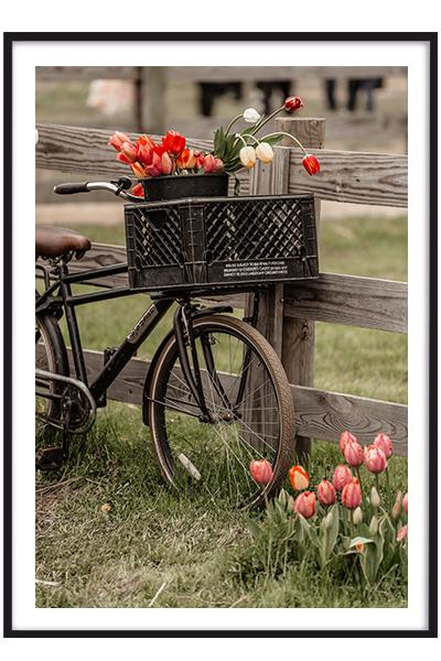 Постер ВЕЛОСИПЕД И ТЮЛЬПАНЫ