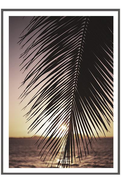 Постер ПАЛЬМА НА ЗАКАТЕ
