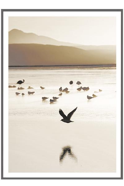 Постер  ЧАЙКИ НАД МОРЕМ