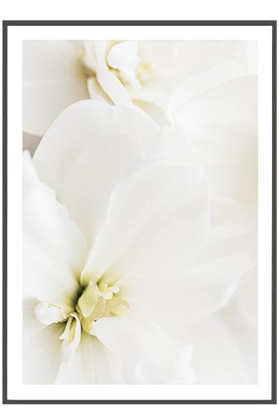 Постер  БЕЛЫЕ ЦВЕТЫ