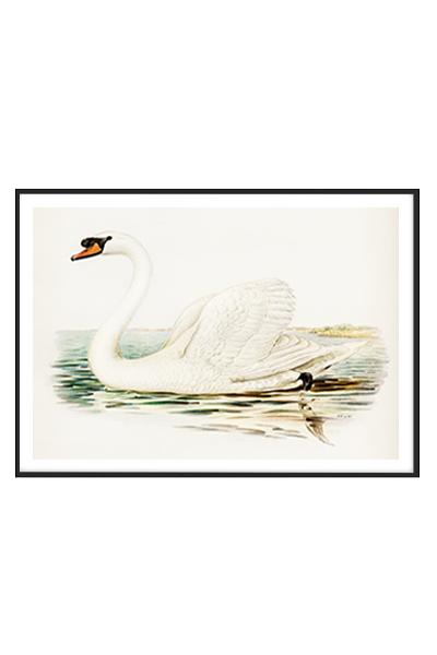 Постер  ЛЕБЕДЬ