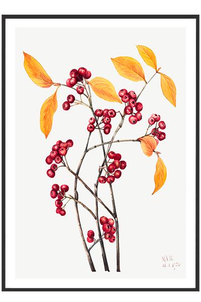Постер Ветка рябины