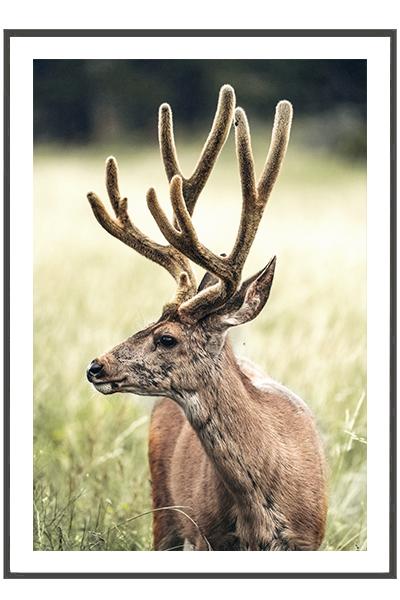 Постер ОЛЕНЬ НА  ЗЕЛЕНОМ ЛУГУ