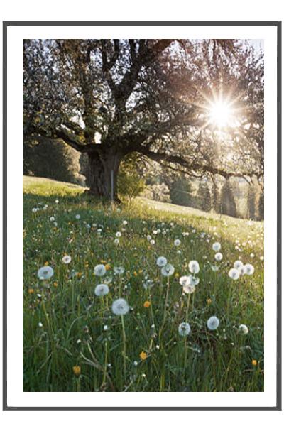 Постер   ОДУВАНЧИКИ У ДЕРЕВА