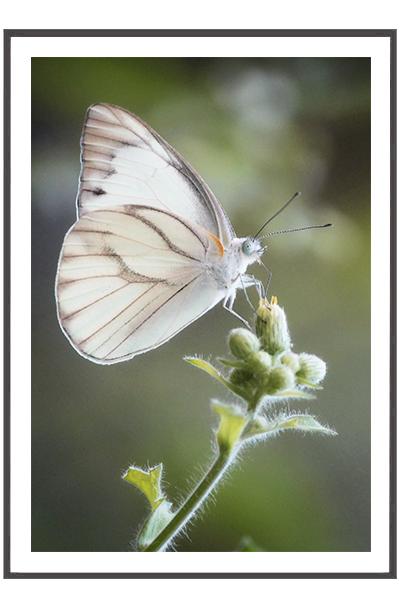 Постер   БАБОЧКА
