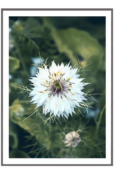 Постер   ЛЕТНИЙ ЦВЕТОК