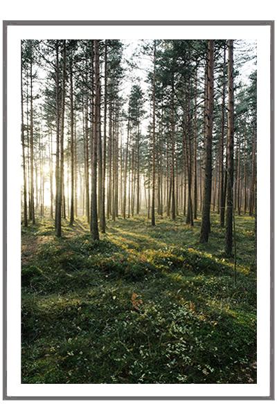 Постер   ЛЕТНИЙ ЛЕС